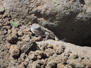 A horny toad we found in a lower overlook at Snowbowl