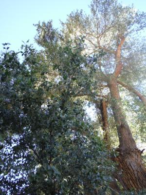 Shade at the Bottom: This is the large aspen tree in Indian Springs