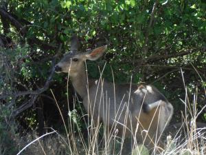 Indian Springs Deer